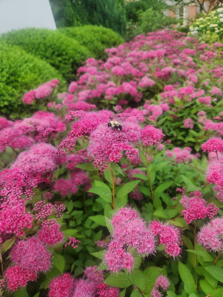Landscape Install - Spirea in Bloom - Annapolis